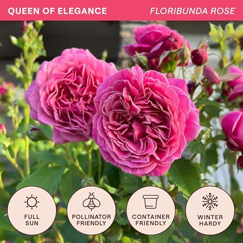 Heirloom Floribunda Roses, Live Own Root Plant, Queen of Elegance™ - Image 4