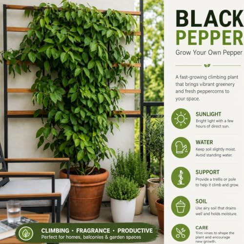 Black Pepper Plant Live, Piper Nigrum Plant, 5 - 7 Inc Tall, Climbing Vines - Image 2