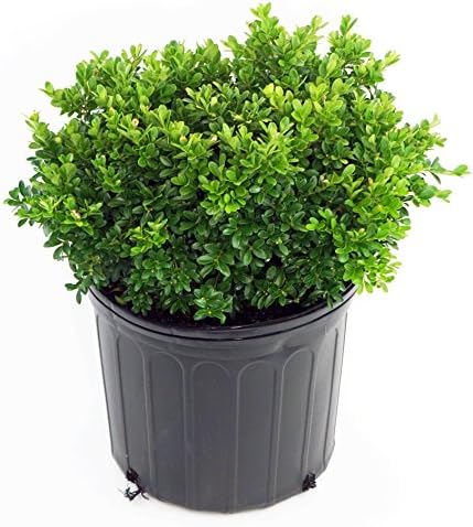 Buxus micro. 'Tide Hill' (Boxwood) Evergreen, spreading form, #2 - Size Container by GreenPromiseFarms