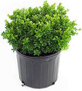Buxus micro. 'Tide Hill' (Boxwood) Evergreen, spreading form, #2 - Size Container by GreenPromiseFarms