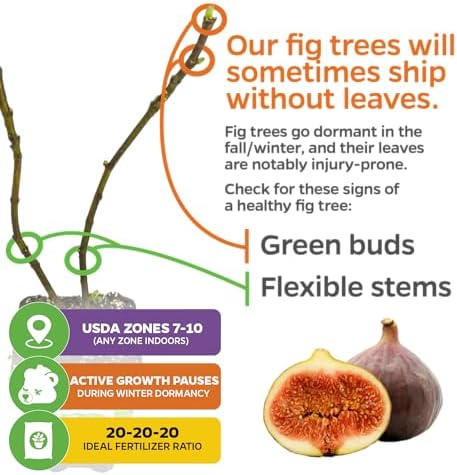 Brown Turkey Fig - Ficus carica by Wellspring Gardens - Sweet Bronze Fruit - Mediterranean Garden - Resilient Fruit Tree - Self-Pollinating Fig Tree - Ornamental Fruit Tree - Image 5