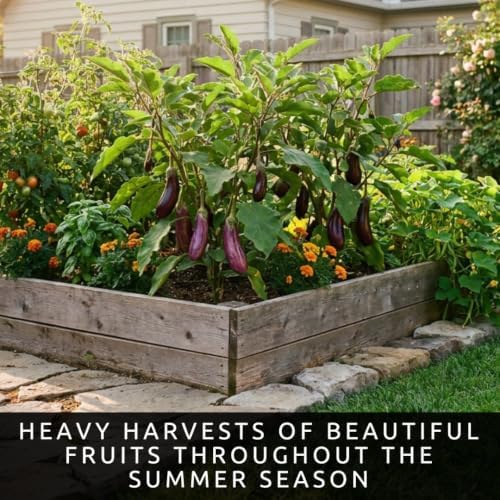 Long Purple Eggplant Seeds | Tender Slender Fruits for Gardens | 100 Seeds - Image 3