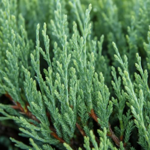 Hughes Juniper | 60 Live Plants | Juniperus Horizontalis | Ground Cover, Drought Tolerant, Evergreen Foliage, Low Maintenance, Landscaping Shrub, Spreading Habit, Cold Hardy, Ornamental - Image 3