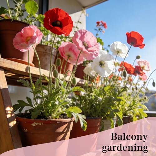 Corn Poppy Seeds for Planting Outdoor, 20,000 Heirloom Flower Seeds, Annual - Image 5