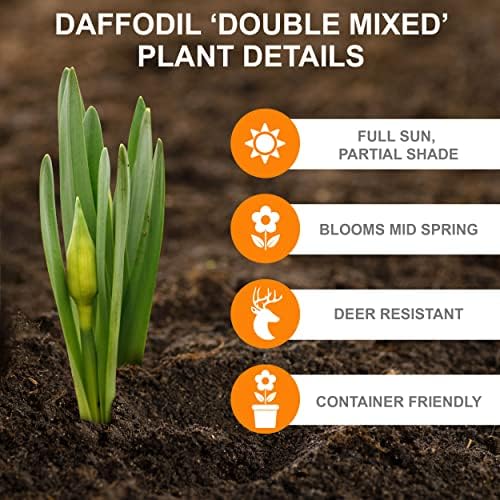 Garden State Bulb Double Mixed Daffodil Flower Bulbs, 14/16cm (Bag of 100) - Image 2