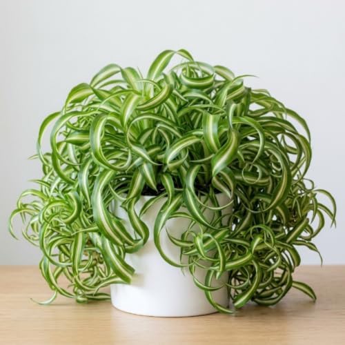 Curly Spider Plant, Desk Shelf Plant, 4-6 Inch Tall, 4 Inch Pot by Unknown