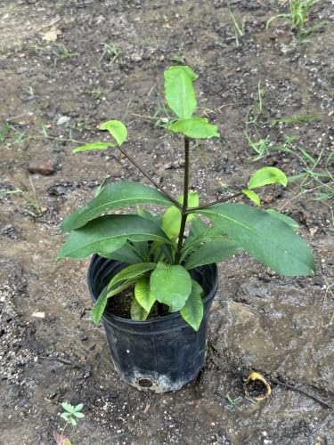 Exotic Mangosteen Purple (Garcinia Mangostana) Mangostan Tropical Live Fruit Tree 10in to 24in by Unknown