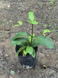 Exotic Mangosteen Purple (Garcinia Mangostana) Mangostan Tropical Live Fruit Tree 10in to 24in by Unknown