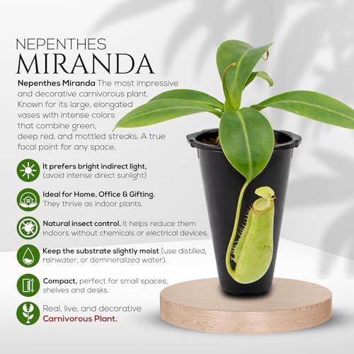 Pitcher Plant Nepenthes Alata (4 Pack) Rare Nephentes Live Plants-Carnivorous Insect Eating Plant, Indoor Tropical Houseplant, Easy Care Pitcher Plant Live, Starter Size Carnivorous Plant for Indoor - Image 5