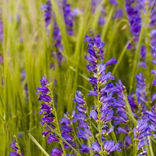 Outsidepride Penstemon Seeds - 5000 Pcs Perennial, Drought-Tolerant & Pollinator Friendly, Strictus Rocky Mountain Wildflower Seeds for Planting with Vibrant Blue-Violet Blooms, Ideal for Xeriscaping - Image 5