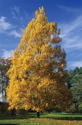 Tuliptree, 1 Gallon Live Nursery Pot, Fast-Growing Flowering Shade Tree | Arbor Day Foundation (Due to Agricultural Laws, Unavailable to CA or AZ) - Image 6