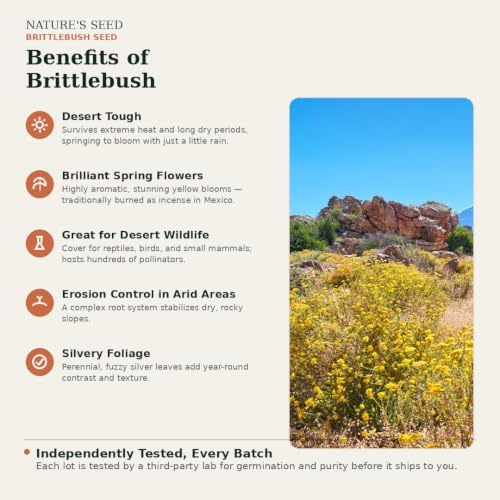 Nature’s Seed Brittlebush Wildflower Flower Seeds for Planting, Drought-Tolerant, Pollinator Friendly, Ideal for Desert Wildlife, 0.25 lbs - Image 2