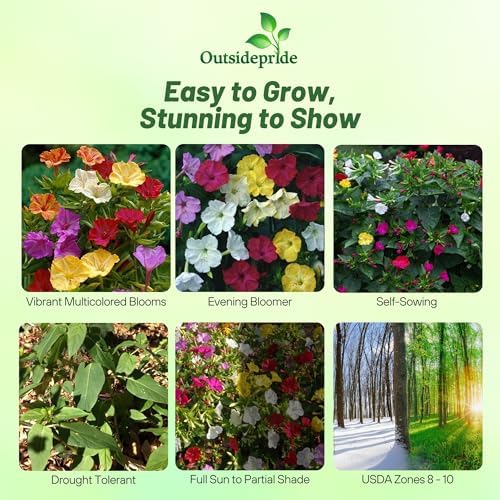 Outsidepride Mixed Four O'clock Flower Seeds - 1/4 lb Perennial Fragrant, Trumpet-Shaped Blooms, Deer-Proof & Easy to Grow, for Pollinator & Evening Gardens, Containers, Hedges, or Borders - Image 3
