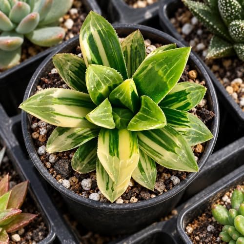 Haworthia heidelbergensis Bare Root Succulent Live Plant for Plant Lovers - Image 4