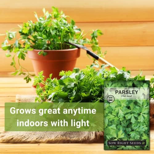Sow Right Seeds - Flat Leaf Italian Parsley Seed for Planting Herbs 3pk - Image 3