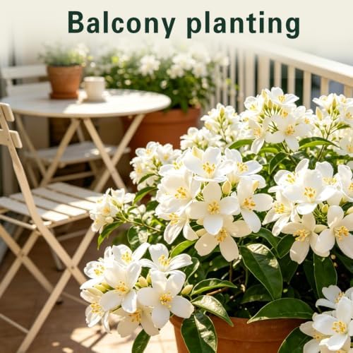 Arabian Jasmine Seeds, Fragrant Patio/Indoor Shrub, Perennial Flower Seeds - Image 4