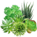 QUOZUO Green Succulent Plants, 6pcs Mini Fake Succulents Plants for DIY Crafting Home Floral Wall Office Decoration (excluding pots) by QUOZUO