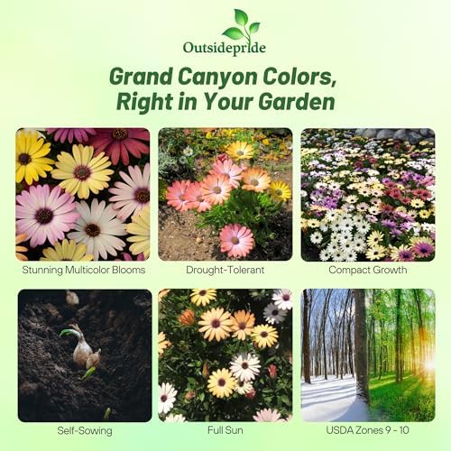 Outsidepride Grand Canyon Mix Osteospermum African Daisy Seeds - 10 Pcs. Perennial Flower Seeds for Planting Outdoors with Long-Lasting Blooms, Drought-Tolerant, Easy to Grow for Sunny Garden & Border - Image 2