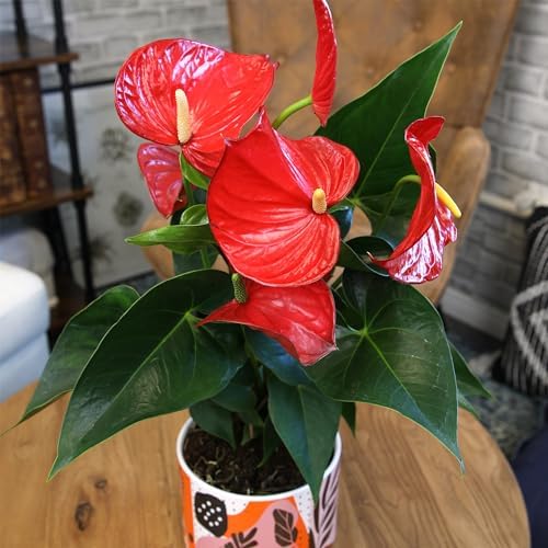 Red Anthurium Live Plant Decor 10-12" in Modern Planter, Plant Lover Gifts for Plant Lovers, Live Plants Indoor Plants Live Houseplants, Real Plants Indoor House Plants Easy Plants by Plants for Pets - Image 3