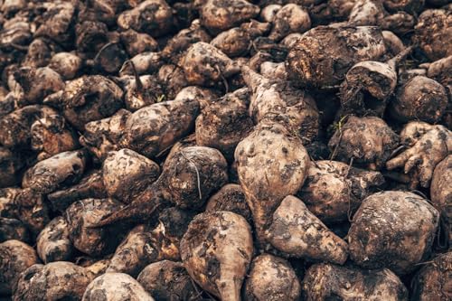 50+ Beet Seeds for Planting – Heirloom Non-GMO - Image 3