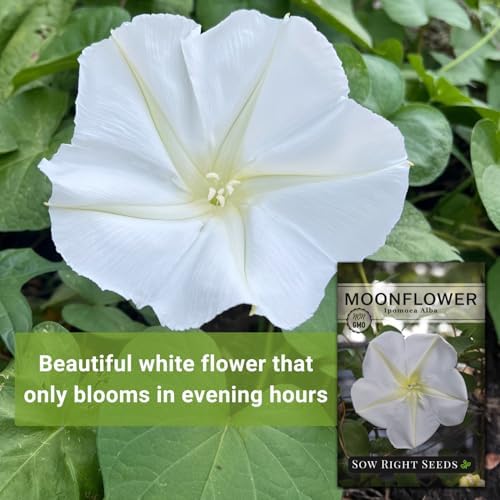 Sow Right Seeds - Moon Flower Seed for Planting Moonflower Night Garden - Image 3