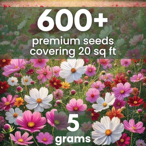 Crazy Cosmos Mix - Large 5g Envelope - 600 Flower Seeds for Planting - Cosmos bipinnatus - Image 2
