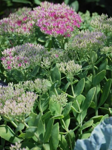 Perennial Farm Marketplace Sedum spec. 'Neon' (Stonecrop) Groundcover, Size-#1 Container, Rosy Pink Flowers by PerennialFarmMarketplace