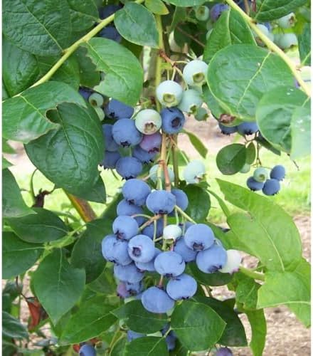 Brightwell Rabbiteye Blueberry Bush Live Plant – Rabbiteye Blueberry Shrub for Home Gardens, Landscapes & Outdoor Growing (1 Gallon Potted Plant, Set of 2) - Image 7