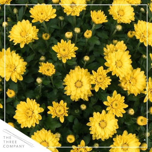 Chrysanthemum (Color Match Deco Pot), Yellow Blooms, Live Fall Flowering Perennial, 15" Tall by 12" Wide in 3 Qt Pot - Image 2