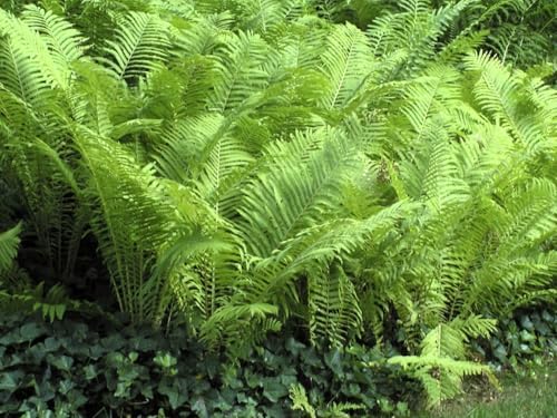 Greenwood Nursery: Live Perennial Plants - Ostrich Fern + Matteuccia Struthiopteris - [Qty: 1x Pint Pot] - (Click for Other Available Plants/Quantities) by GreenwoodNursery