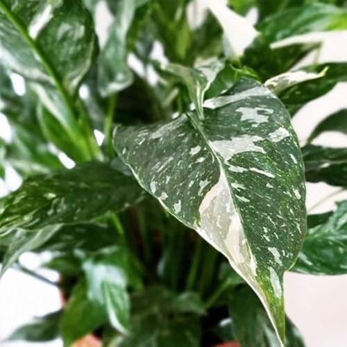 American Plant Exchange Peace Lily 'Domino' Variegated– 6-Inch with Pot Cover, 1-2 Ft Tall, Live Indoor Flowering Houseplant, Easy Care, Low Light, Housewarming, Sympathy, or Party Gift - Image 4