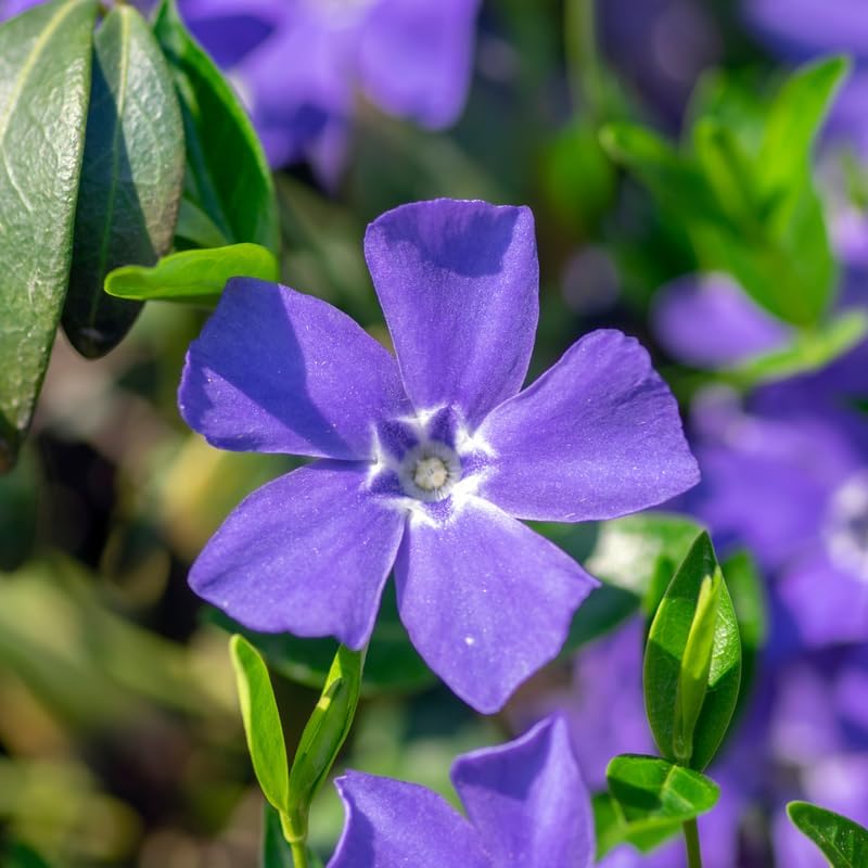 Set 12 Vinca Periwinkle Live Vines, Hardy Perennial Flower Plant - Image 7