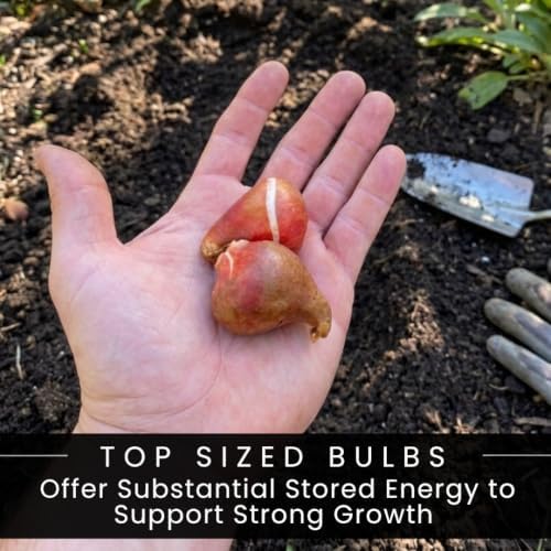 25 Texas Flame Parrot Tulip Bulbs | Red Yellow Spring Flowers for Gardens - Image 4
