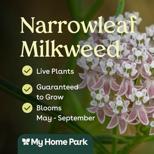 Narrowleaf Milkweed 3 Live Plants (Asclepias fascicularis) – California Native Wildflower for Outdoor Gardens, Monarch Butterfly Host Plant, Drought Tolerant Pollinator Friendly Landscaping - Image 3
