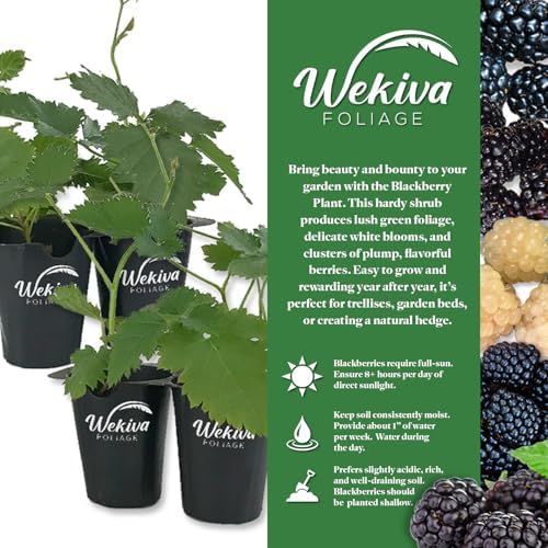 Kiowa BlackBerry Plant - 1 Live Starter Plant - Rubus - Edible Fruit Bearing Bush for Patio and Garden - Image 2
