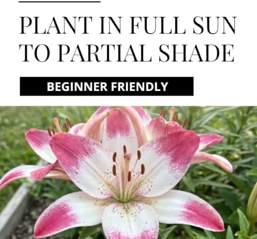 3 Lollipop Asiatic Lily Bulbs for Planting | Pink & White Bicolor Lily Flowers | Hardy Perennial Summer Blooms | Fragrant Garden Accent & Cut Flowers | Premium Flower Bulbs - Image 6