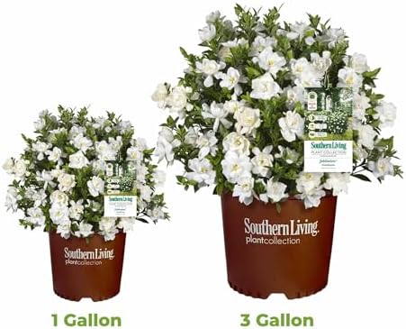 Perfect Plants Jubilation Gardenia Live Plant, 1 Gallon - Image 6