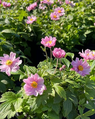 Perennial Farm Anemone x Hybrida Fantasy™ 'Pocahontas' – Live Windflower in #1 Container, Semi-Double Pink Blooms, Compact, Long Blooming, Deer Resistant, Ideal for Borders & Pollinator Gardens - Image 6