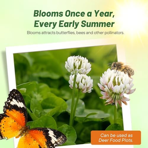 Outsidepride Perennial White Dutch Clover Seed - 5 lbs. Nitrocoated, Inoculated for Lawn Alternative, Erosion Control, Food Plots, Ground Cover, & Pasture Mixtures in USDA Zones 3-10 - Image 6