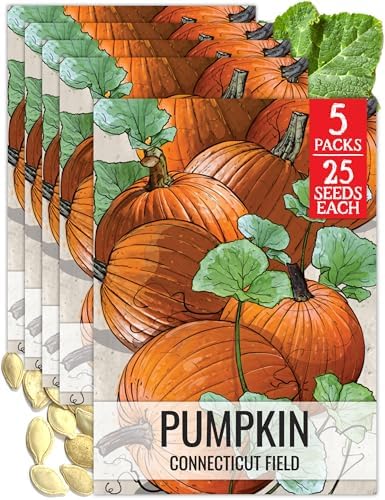 Seed Needs Connecticut Field Pumpkin Seeds to Plant Vegetables - 5 Packs by SeedNeeds