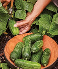 Burpee 'Supremo' Pickling Cucumber Seeds, 30 Non-GMO seeds, Container Friendly by Burpee
