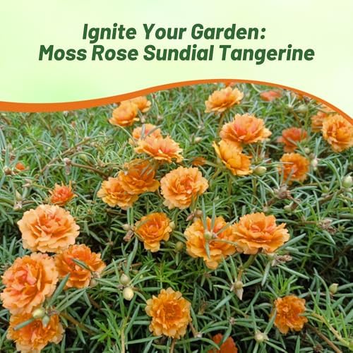 Outsidepride Tangerine Moss Rose Seeds - 500 Pcs Annual, Drought & Heat Tolerant, Pollinator Friendly Ground Cover Seeds for Planting w/Vibrant Blooms & Succulent Foliage, Ideal for Xeriscaping - Image 6
