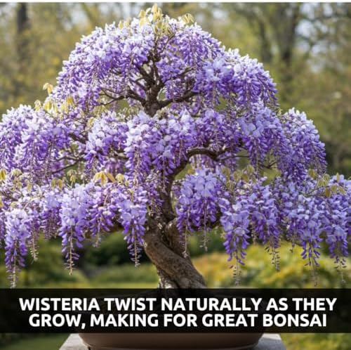 Weeping Wisteria Bonsai Tree Seeds for Planting – 10 Seeds | Cascading Purple Blooms | Outdoor Flowering Bonsai | Fast-Growing Vine Tree for Pots, Patios & Gardens - Image 4