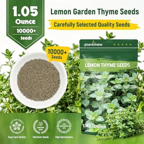 10,000+ Lemon Thyme Seeds for Planting – Creeping Thyme Ground Cover Herb, Fragrant Perennial Herb for Herb Garden, Walkways, Lawn Edging, Fence Line, Wall Cover & Pollinator Friendly Landscaping - Image 3