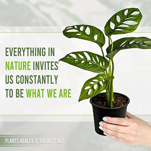 LEAL PLANTS ECUADOR Monstera Adansonii Swiss Cheese Plant (Pack of 2) Indoor houseplant | Live Plant Easy to Grow Indoor| Air Purifying Indoor Plant, Unique Gift for Plant Lovers - Image 2