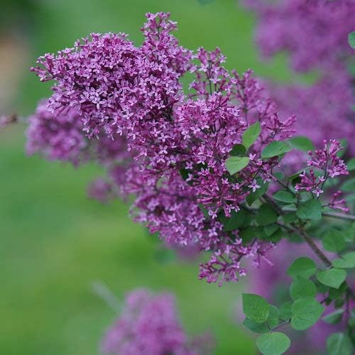 Proven Winners - Syringa x Bloomerang Dark Purple (Reblooming Lilac) Shrub, dark purple flowers, #3 - Size Container - Image 2
