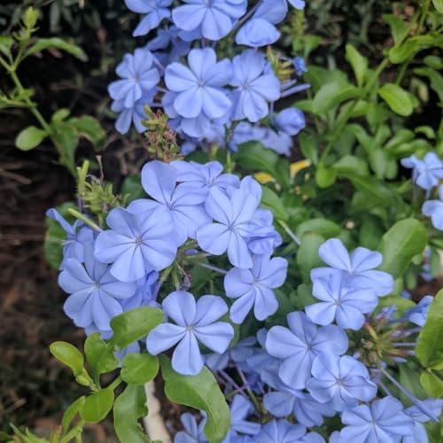 2 Blue Plumbago Live Plants, 4-8'' Tall Blue Plumbago Plant Vine Shrub - Image 3