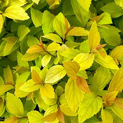 Gold Mound Spirea, Live Deciduous Flowering Shrub, 3 Gallon - Image 2