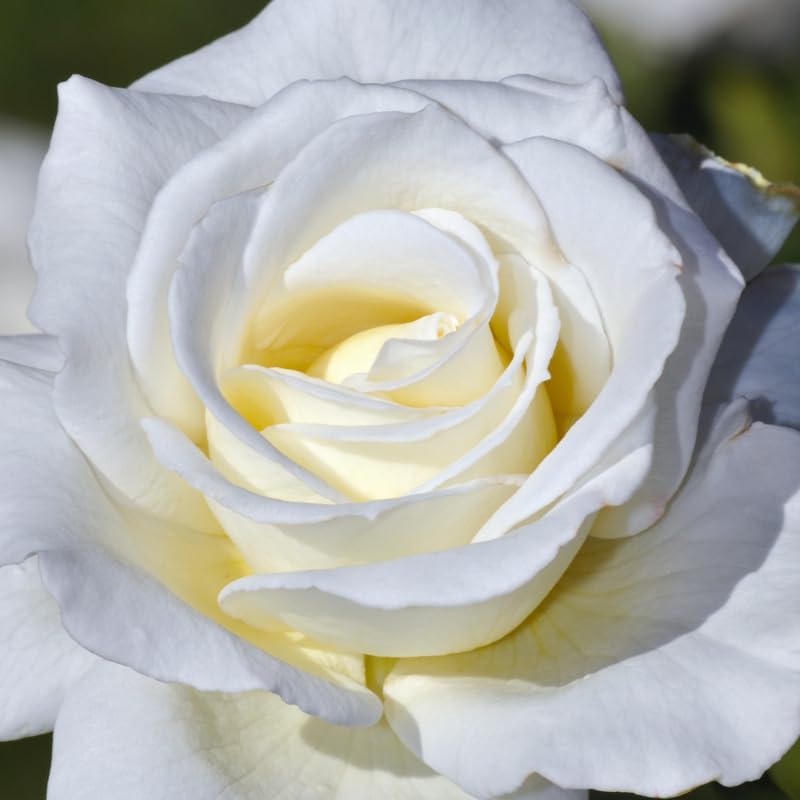 White Climbing Live Rose Plant, Outdoor Garden Rose Plant, 5-9 Inch Tall - Image 6
