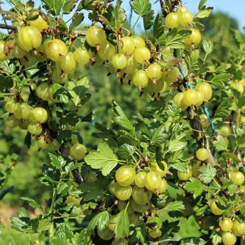 Sweet Gooseberry Plant, 5-7" Live Gooseberry Starter Plant in Soil - Image 2